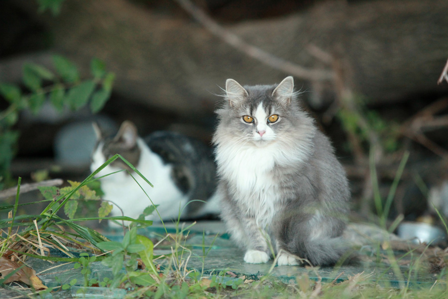 Incredible Couple is Changing the World for Feral Cats Through Photographs