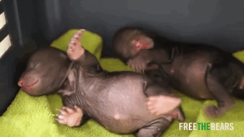 One Week Old Orphaned Bear Cubs Jammy and Donut Will Melt Your Heart