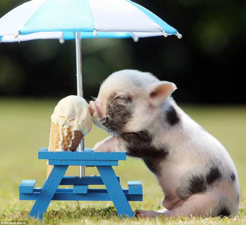 10 Times Pigs Were Cuter than Bacon Tastes