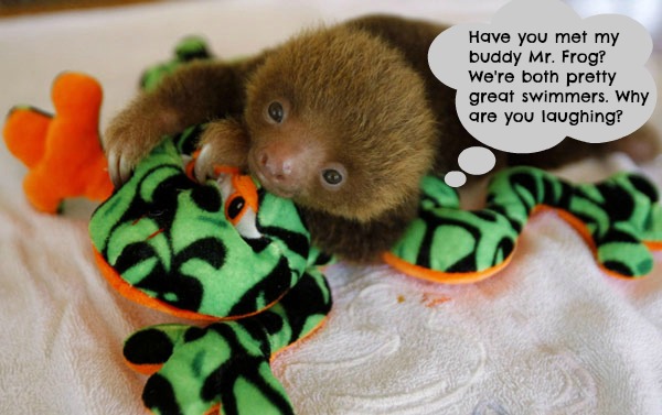 These Orphaned Baby Sloths are as Cute as They Come! 