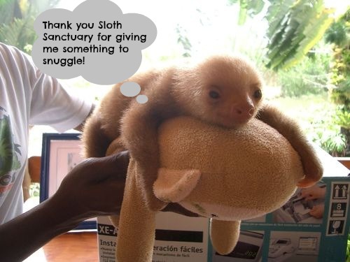 These Orphaned Baby Sloths are as Cute as They Come! 