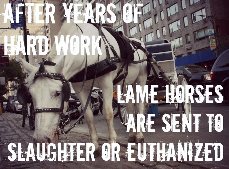 EXPOSED! NYC Carriage Horse 