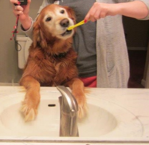10 Humans Who Treat Their Dogs Like Babies
