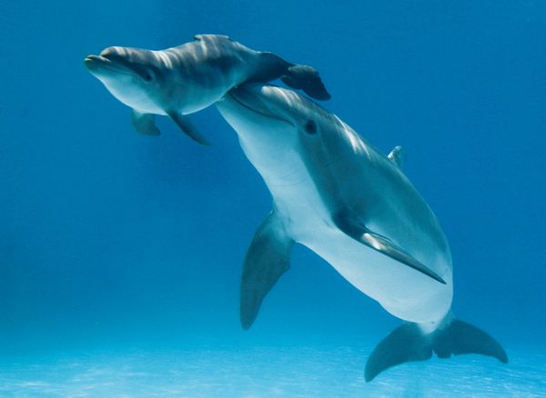 Photos of Dolphin Mothers with Calves That Will Make You Appreciate Pod Parenting