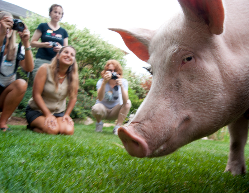 The Times They are A-Changin’:The Day I Attended a Pig’s Birthday Party
