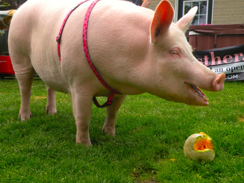 The Times They are A-Changin’:The Day I Attended a Pig’s Birthday Party
