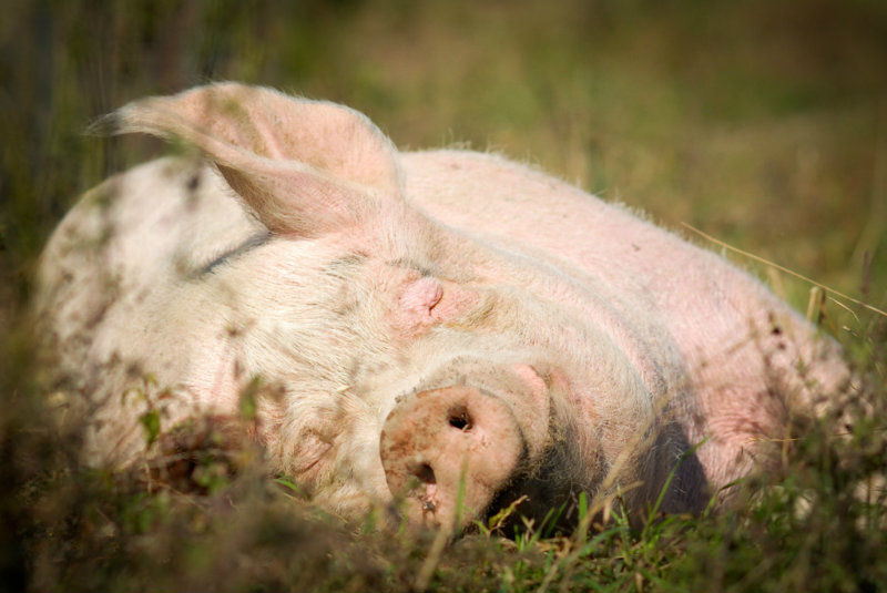 10 Times Pigs Were Cuter than Bacon Tastes