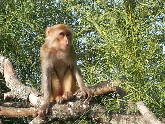 One Monkey's Journey From an Indiana Cage to a Texas Sanctuary
