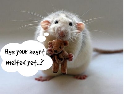 Proof Rats Should be Loved, Not Tested on