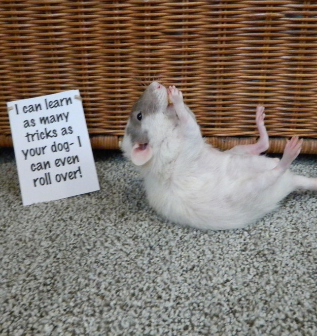 Proof Rats Should be Loved, Not Tested on