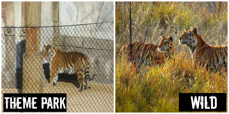 EXPOSED: Six Flags Discovery Kingdom: Cruelty Isn't Amusement!