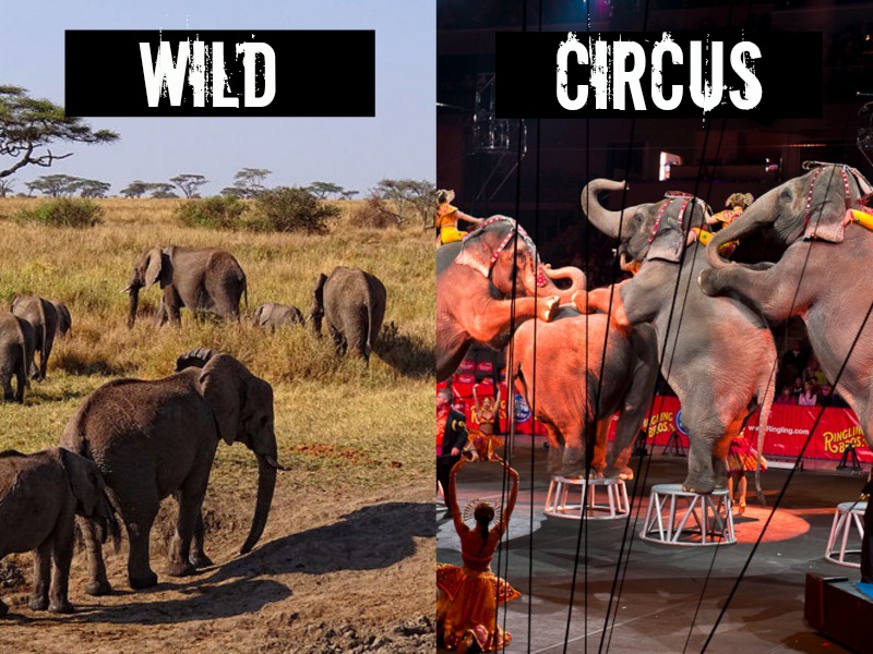 Ringling Brothers and Barnam and Bailey: The Worst Show on Earth! 