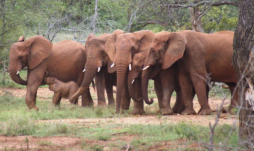 What the Elephants Know: the Burden of Sentience