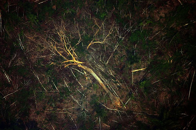 X shocking photos that illustrate deforestation 