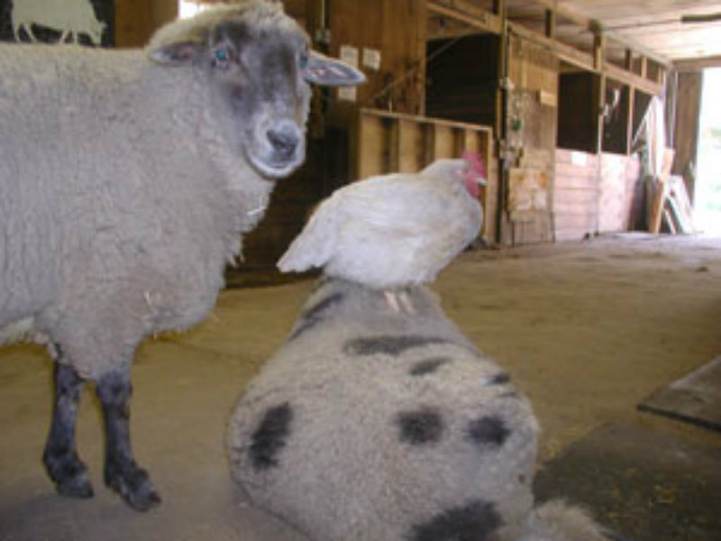 Chicken-and-Sheep