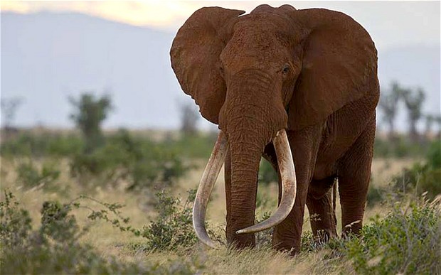 What the Elephants Know: the Burden of Sentience