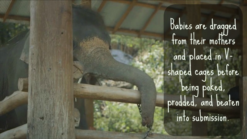 Secrets Behind Thailand's Elephant Tourism