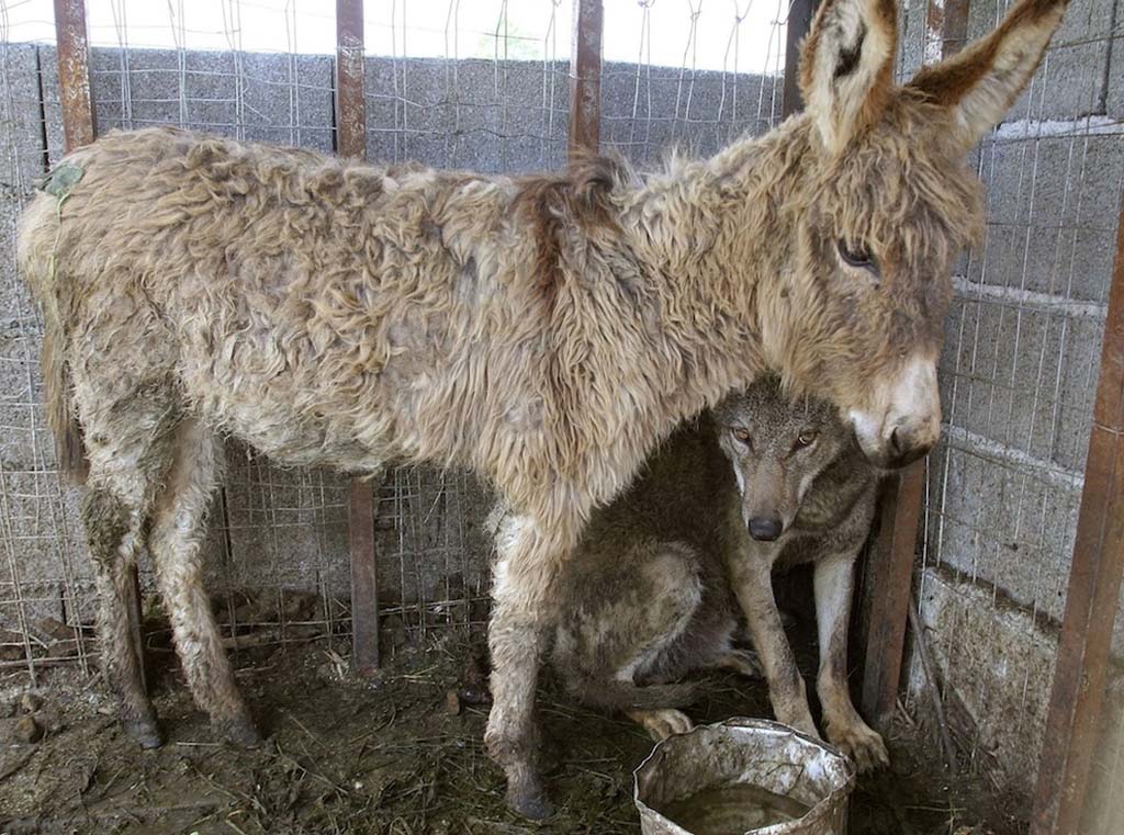 This Donkey Was Supposed to be a Live Meal for a Wolf, But Became His Best Friend Instead
