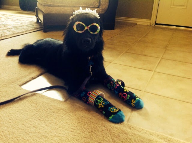 Fraggle the Rescue Dog Loves to Play Dress Up