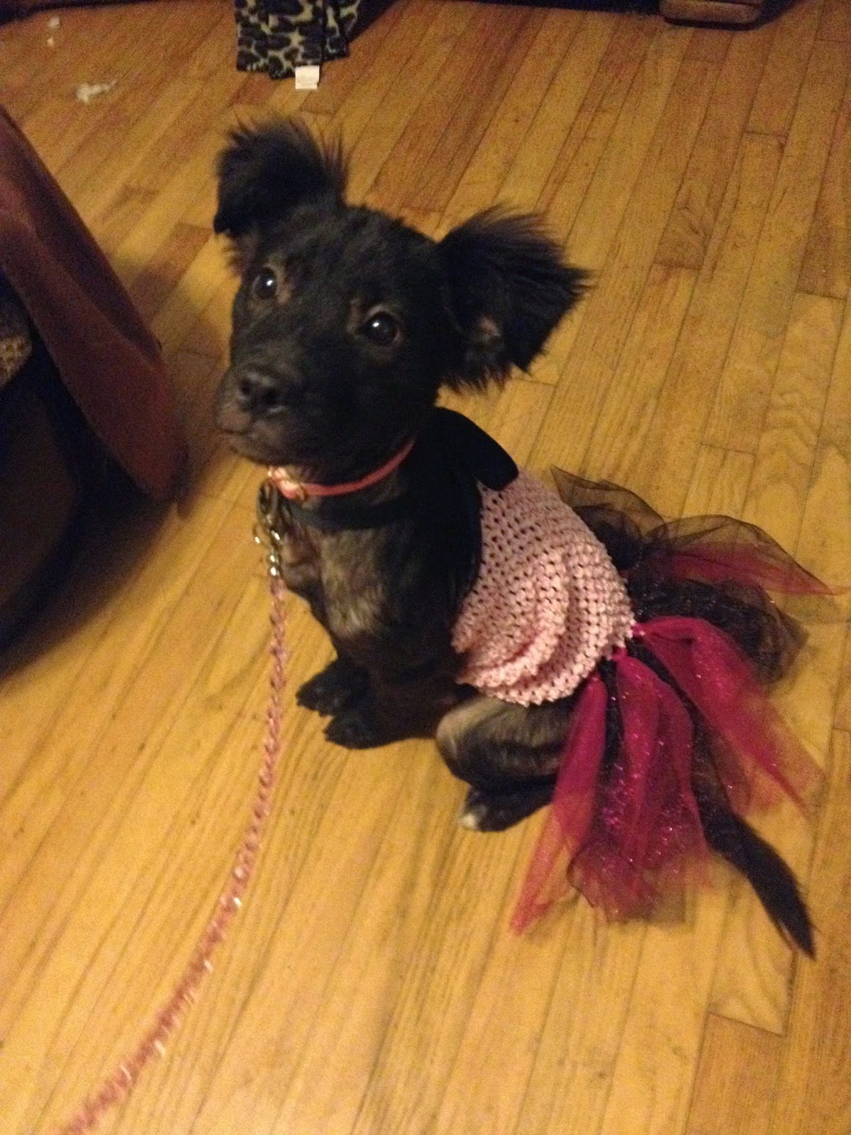 Fraggle the Rescue Dog Loves to Play Dress Up