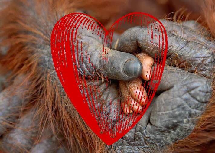 10 Outstanding Organizations Help to Save Endangered Orangutans 