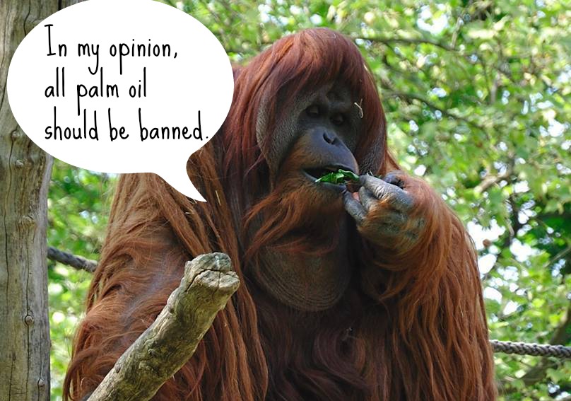 10 Outstanding Organizations Help to Save Endangered Orangutans 