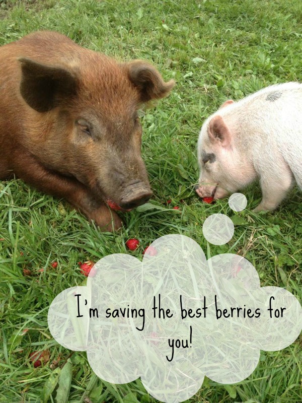 pigs-peace-sanctuary-tasty-snacks