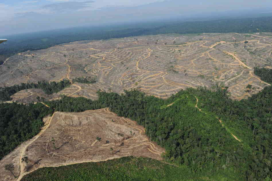 X shocking photos that illustrate deforestation 
