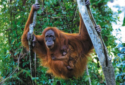 The Life of an Orangutan