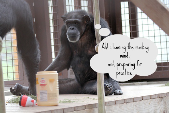 Getting Zen With the Chimpanzees of Chimp Sanctuary Northwest