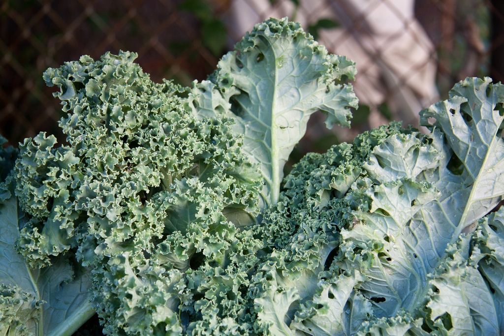 Popular Types of Kale and Their Health Benefits