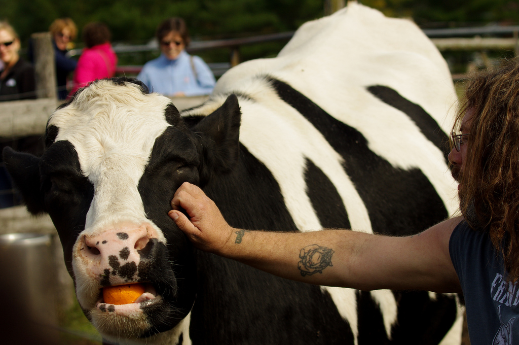 10 Things You Never Knew Cows Could Do