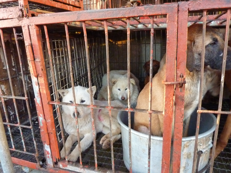 Why We are not Campaigning for Regulation of the Dog Meat Trade