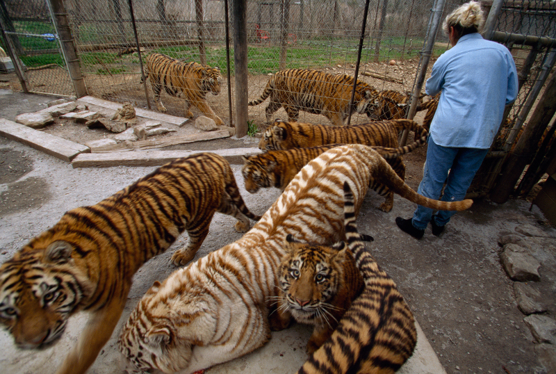 Keeping Tigers in Captivity: An Ideal Conservation Solution or Selfish Sham? 