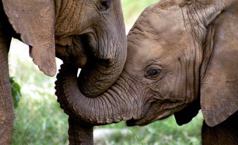 10 Ways Elephants Are Like Us