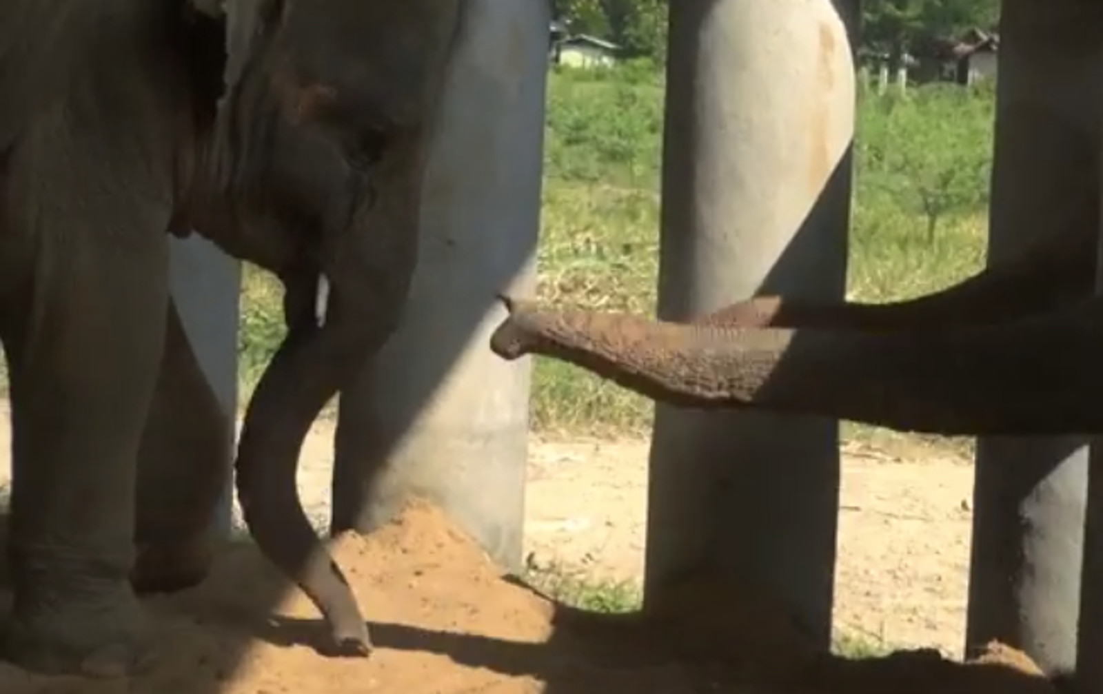 Rescued Baby Elephant Gets a Welcome Kiss From a Member of the Herd