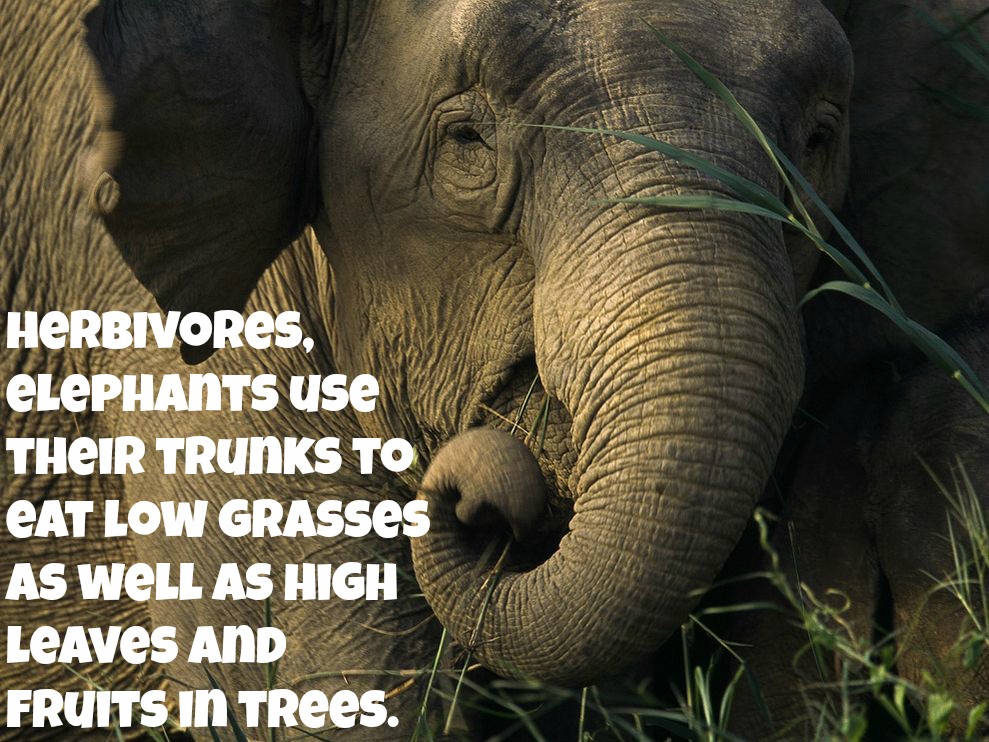 5 Reasons Why Holding an Elephant in Captivity Goes Against Everything Natural