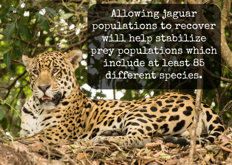 Why Saving One Million Acres is the Key to Bringing Back the Jaguar