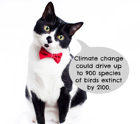 Cats and Climate Change