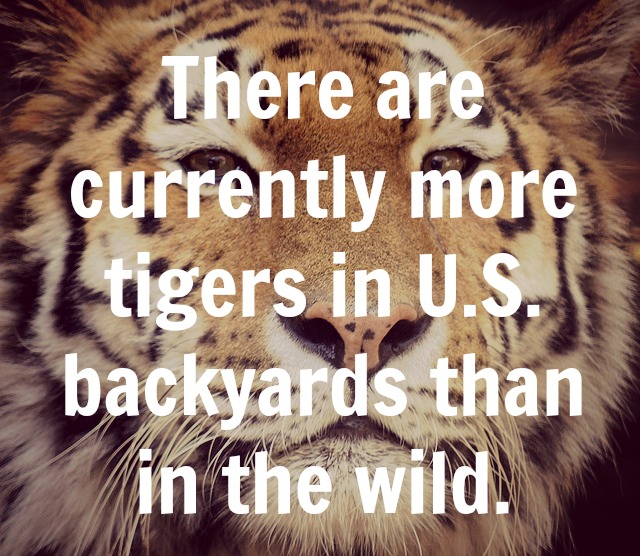 The Big Cat in Your Backyard: A Look at the Captive Exotic Cats Living in the U.S.
