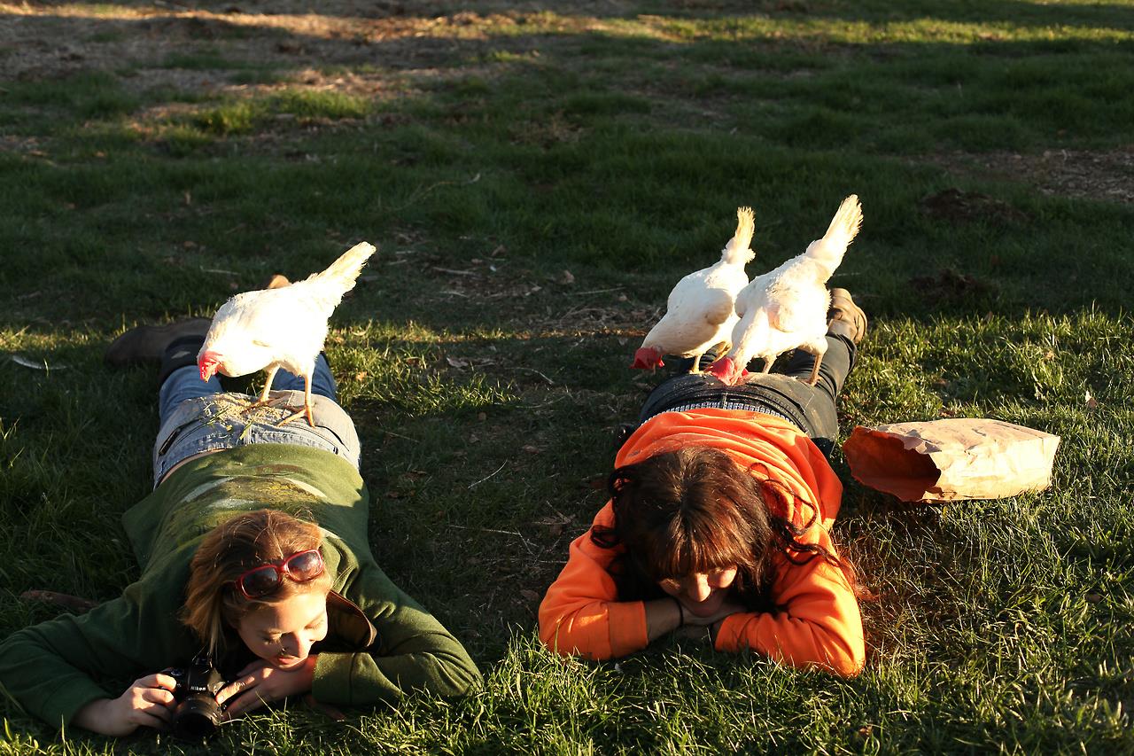7 Surprising Reasons Chickens Make Awesome Friends