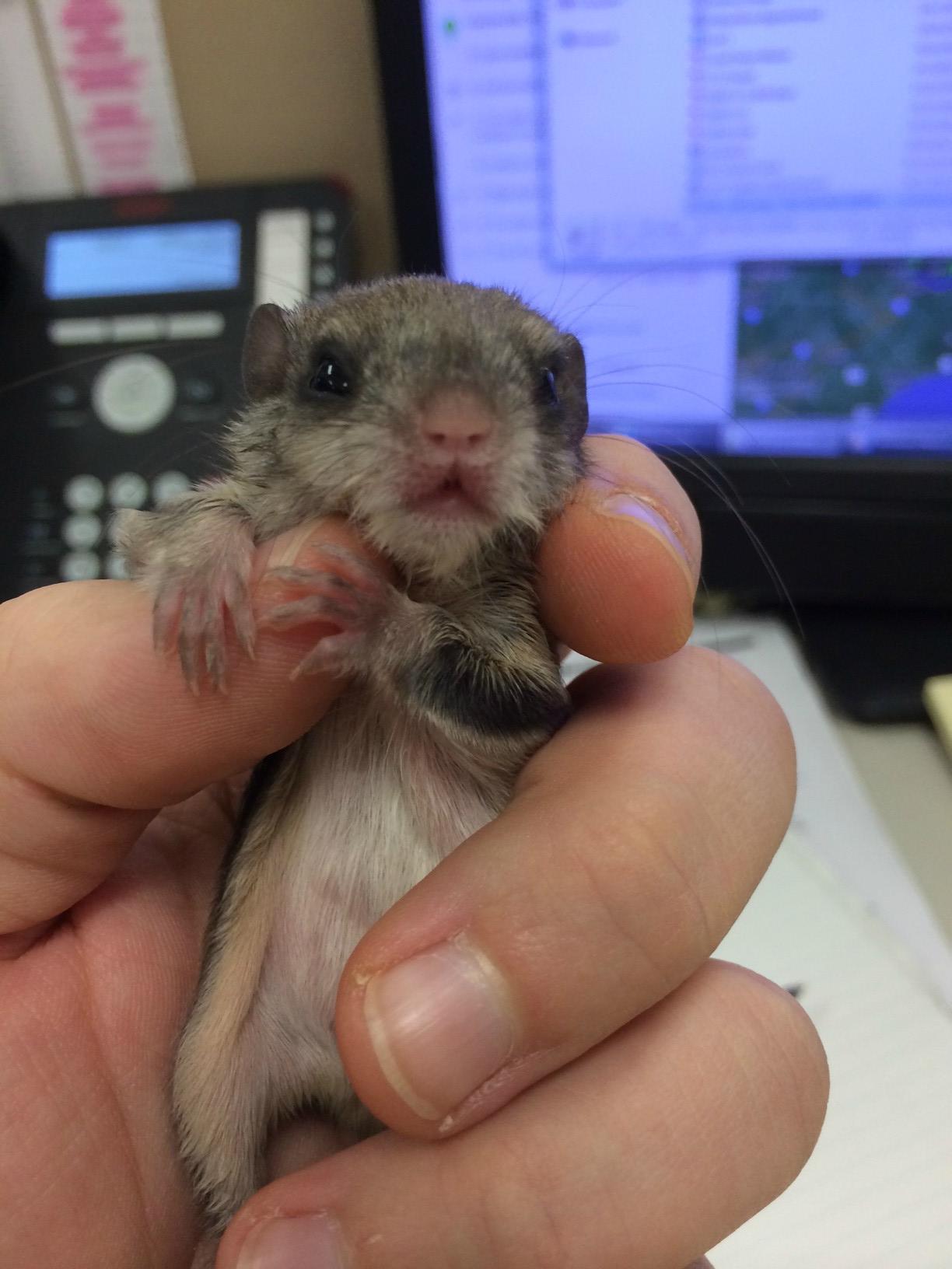 He Found a southern flying squirrel Lying Half Dead and Did the Most amazing thing