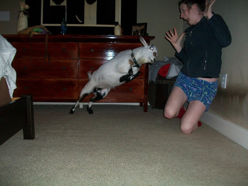 10 Pet Pictures Taken at The Perfect Moment