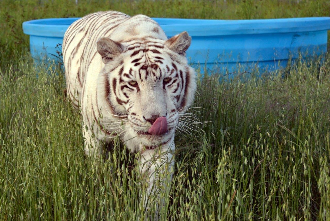 My Life in Captivity: Through the Eyes of Nikita the White Tigress