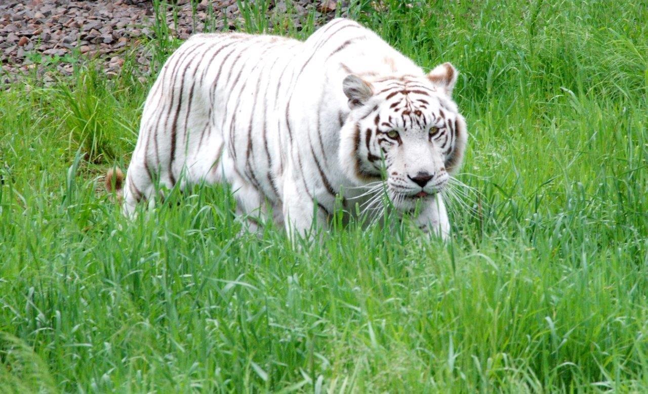 My Life in Captivity: Through the Eyes of Nikita the White Tigress