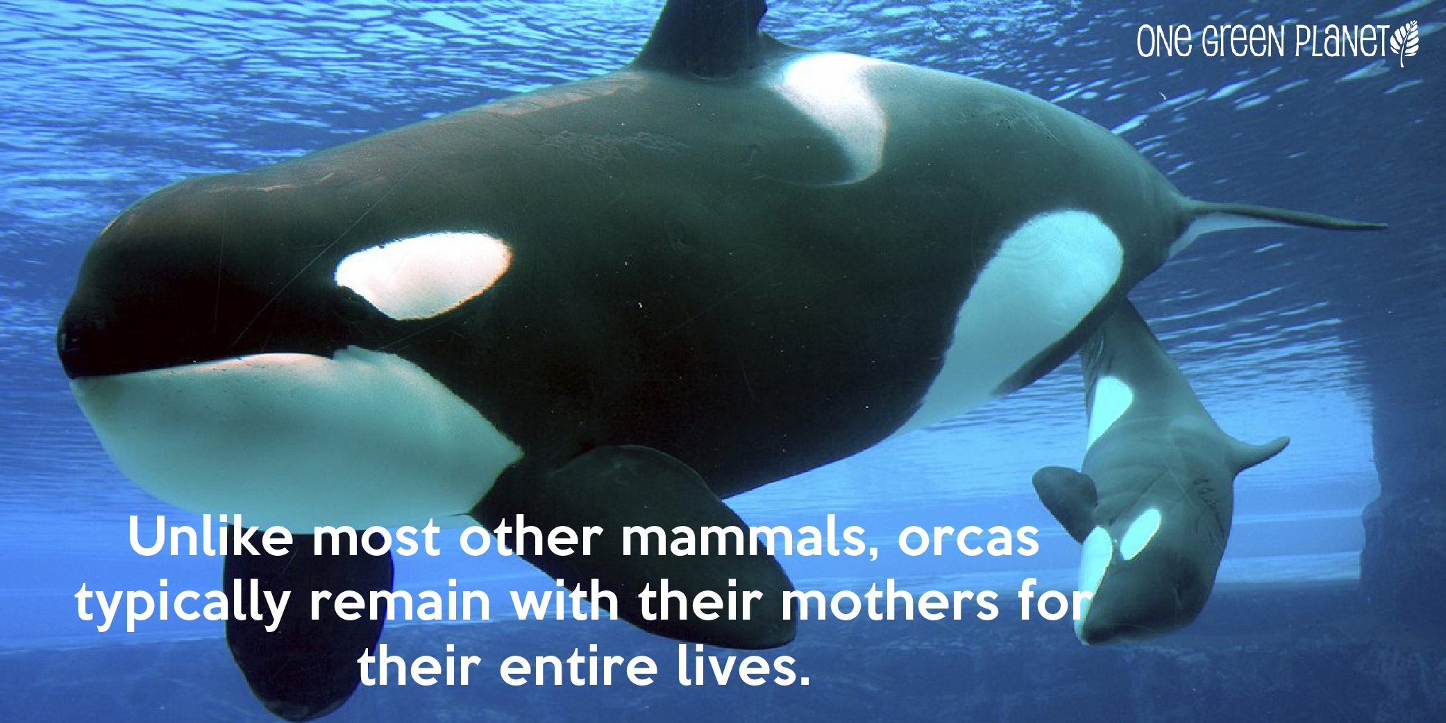 Orcas Are More Emotionally Complex Than Humans and Other Facts About These Awesome Mammals