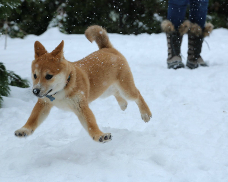 Photos of 12 Animals That Love The Snow