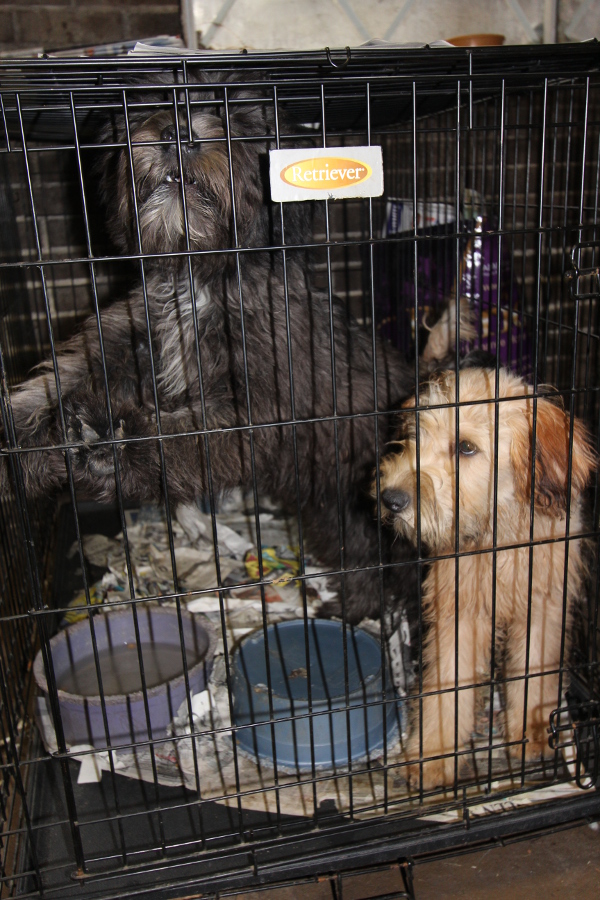 X Photos From Puppy Mills That Prove Without Doubt You Should Always Adopt