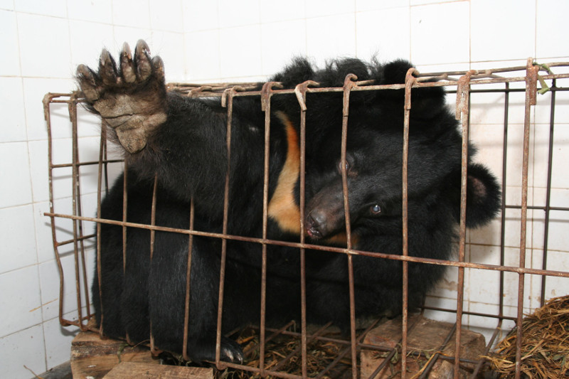 5 Things You Need to Know About Bear Bile Farming