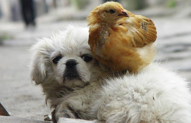 15 Photos That Prove Chickens and Dogs Are Best Friends